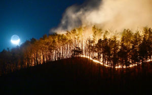 함양 산불 방화 용의자, '봉대산 불다람쥐' 였다