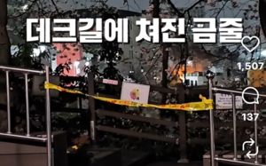 1년 기다렸는데…유명 벚꽃길 막고 드라마 촬영