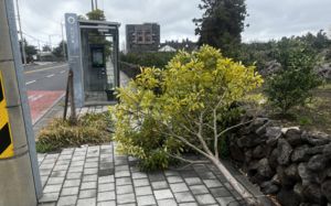 나무 꺾이고 간판 파손…제주 곳곳 강풍 피해