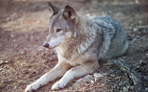 대전 오월드서 새끼 늑대 1마리 탈출…포획 중