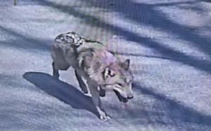 '늑구'는 어디에…오월드 탈출 늑대 행방묘연