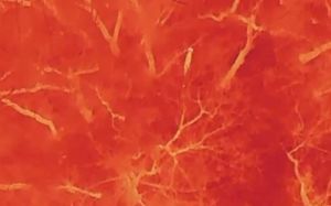 가출 늑대 나흘째 오리무중…열상 드론 투입