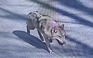 '늑구' 행방 묘연…수색 닷새째 드론 10대 등 투입