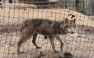 대전 오월드 탈출 '늑구' 발견…포획 위해 대치 중