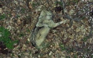 '늑구' 드론 수색 유지…"안전함 느껴야 이동 습성 고려"