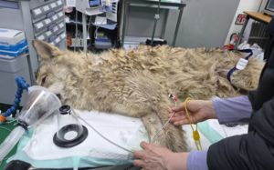 탈출 '늑구' 포획 성공…열흘만에 집으로