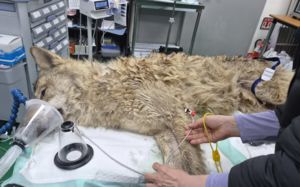 20m 거리서 쏜 마취총 명중해 '늑구' 생포