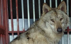 "씩씩한 늑구 보고싶어"…동물원 재개장 준비