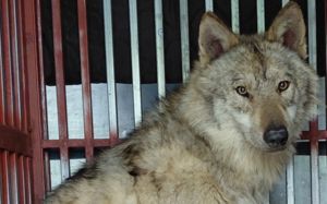 "씩씩한 늑구 보고 싶어"…동물원 재개장 할 듯