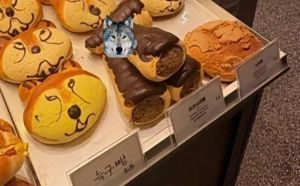 늑구, 제2의 푸바오 되나…승리요정에 '늑구빵'까지