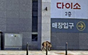도심 활보 멧돼지…"뛰지 말고 뒷걸음질해야"