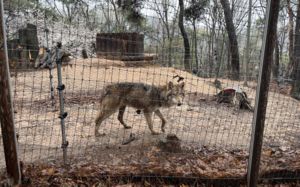 늑구 탈출CCTV 비공개 논란…도시공사 "보존 조치"