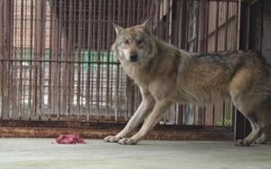 "국민적 관심 고맙지만…" 늑구 SNS 활동 중단