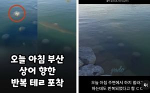 부산 북항 상어 향해 또 생선 투척…"하지 마세요"