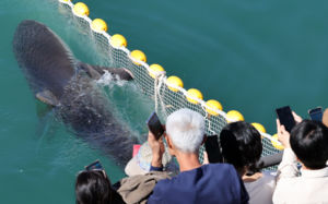 부캉이 종적 감췄다…북항 해상에 기름 유출